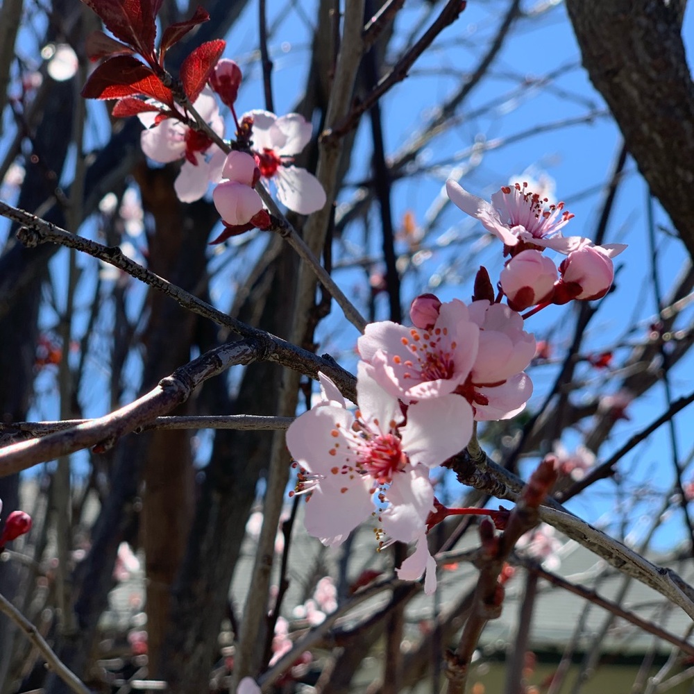 Meet your Posher, Arum